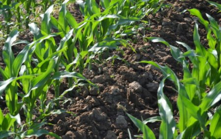 ENTEC®, un fertilizante de alto rendimiento para el maíz forrajero