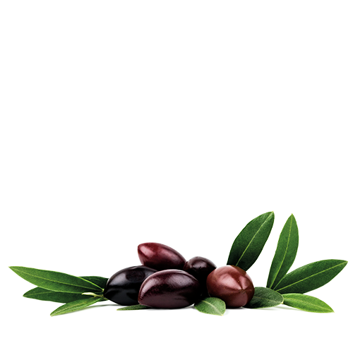 Olivo