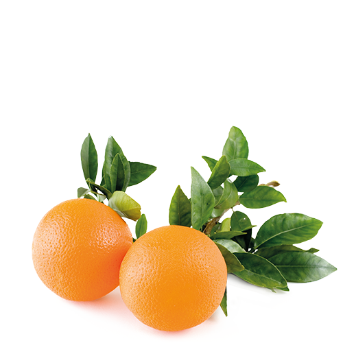 Cítricos