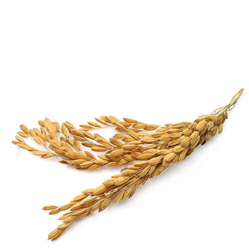 Arroz