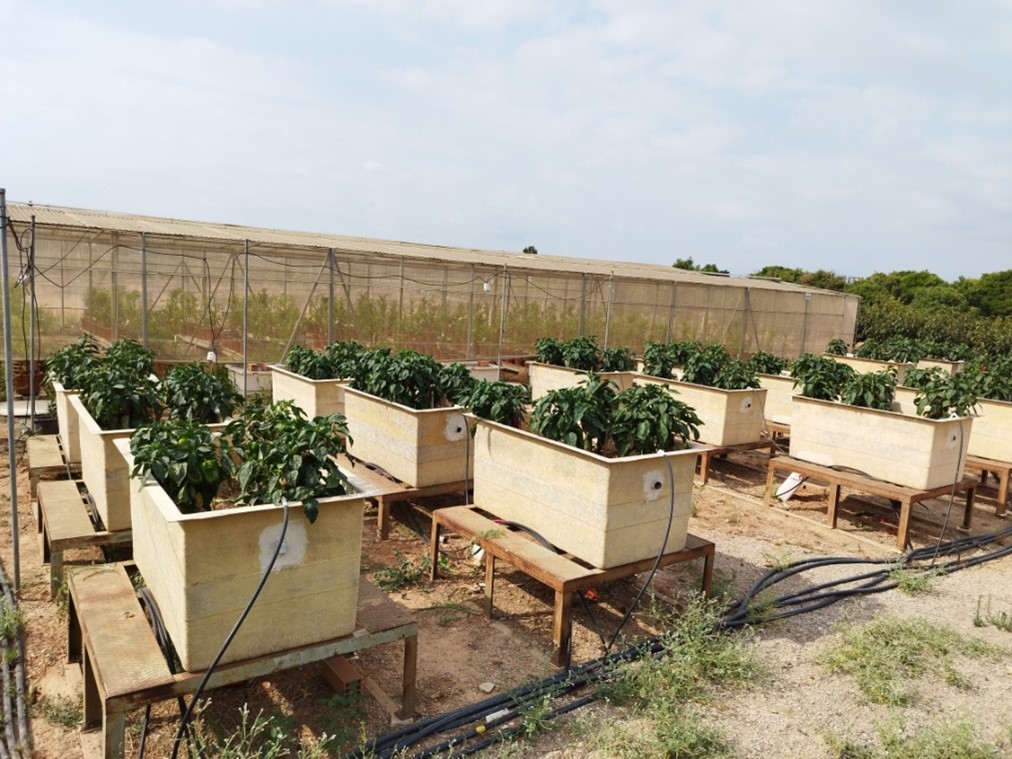 Fertilización nitrogenada en una rotación hortícola