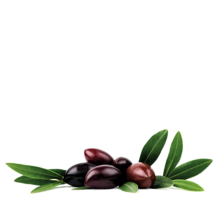 Olivo