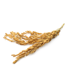 Arroz