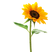 Girasol