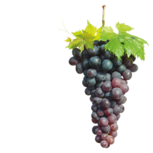 Frutales