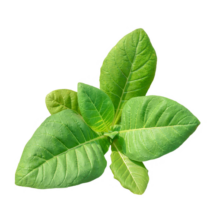 Tabaco