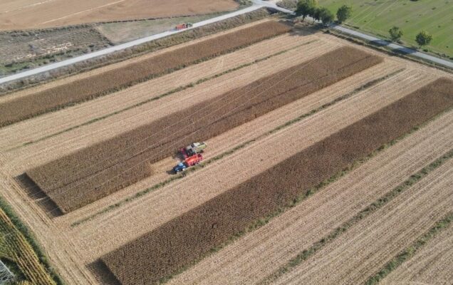 Investigación aplicada para mejorar la fertilización del maíz