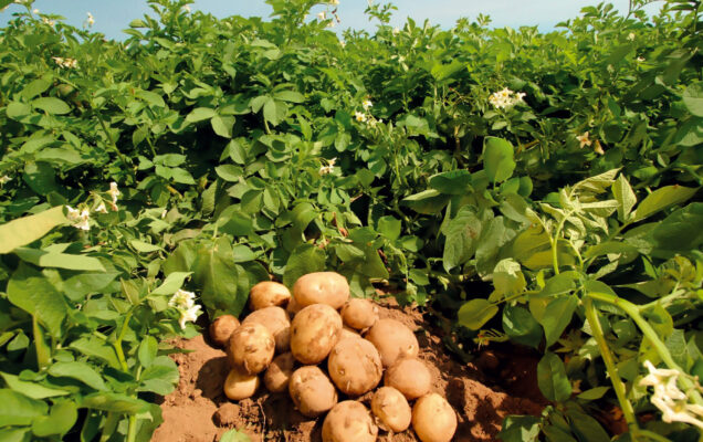 ¿Cómo aplicar el nitrógeno en el cultivo de patata?