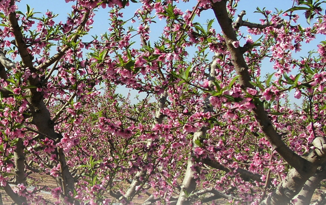 Fertilización a la línea en frutales