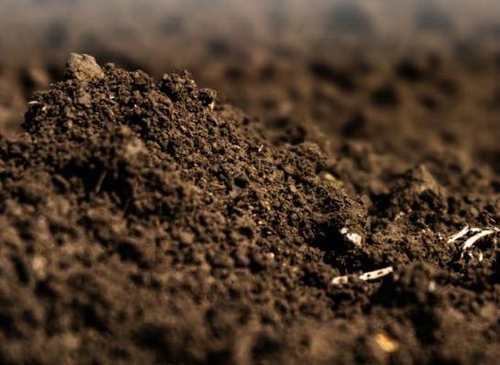 Efecto del fertilizante en los microorganismos del suelo
