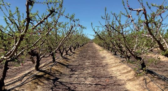 Efecto de la fertilización en frutales de hueso
