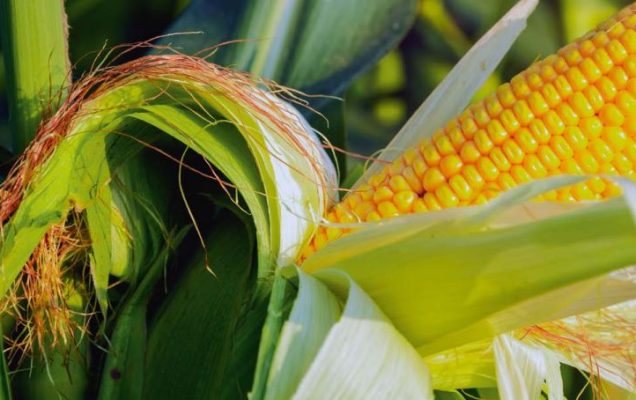 Fertilización nitrogenada en cobertera del maíz