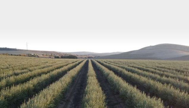 Fertilización eficiente en olivar superintesivo