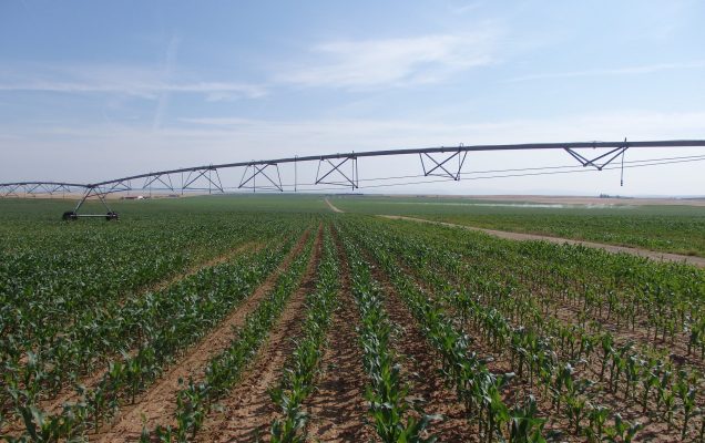 Optimizar el fertilizante nitrogenado en maíz