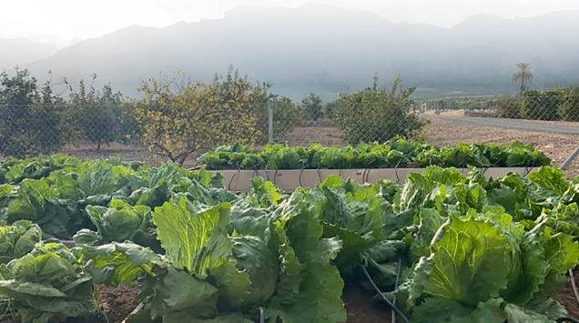 Optimización en la fertilización de la lechuga