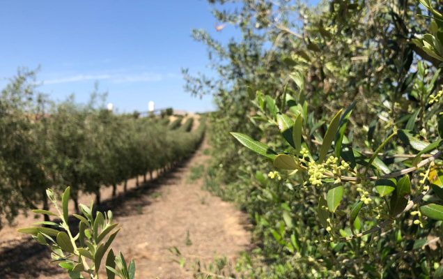 La fertilización nitrogenada en olivar superintensivo