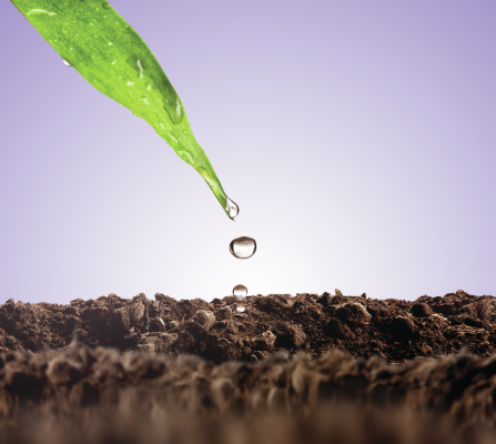 Efectos versátiles y mayor eficiencia – Urea fosfato soluble